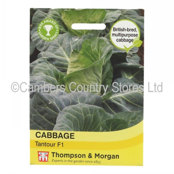 Thompson Morgan Cabbage Tantour F1 Cambers Country Store